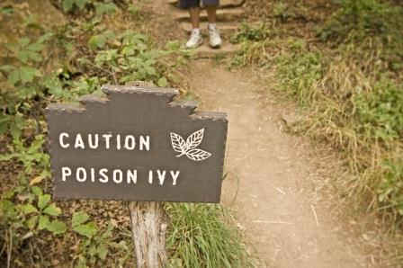 
Poison ivy can be hard to recognize: not even botanists can agree on how many varieties there are.
